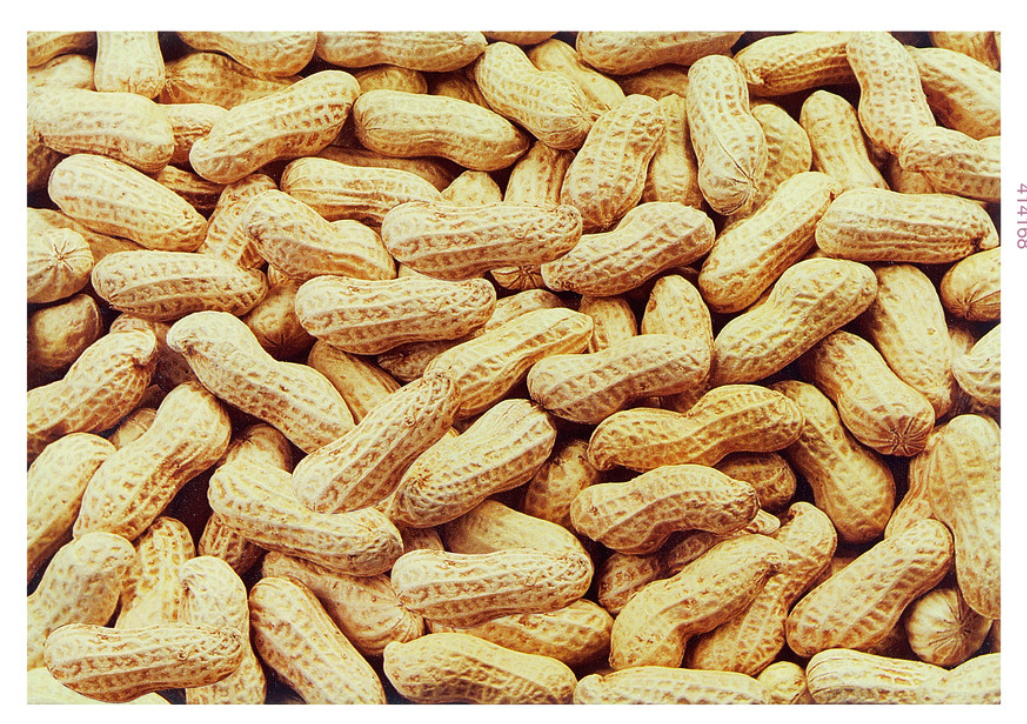 阿玛瑞罗平托花生