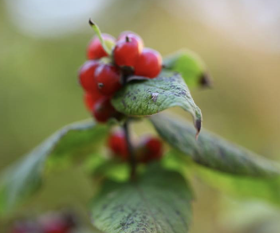  p>葱皮忍冬(学名: i>lonicera ferdinandii /i> franch.