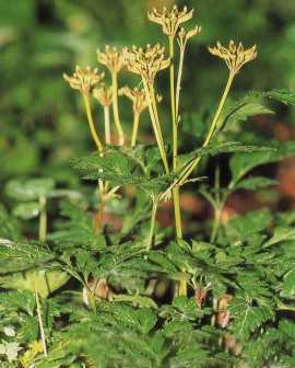 黄连（毛茛科黄连属植物）_百度百科