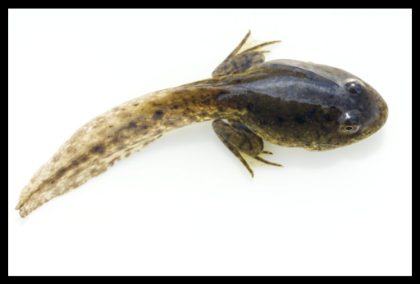  p> a target="_blank" href="/item/蝌蚪/3615" data-lemmaid="3615"