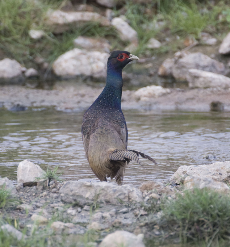 p>绿雉(学名: i>phasianus versicolor /i>):属于大型 a target="