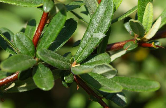  p>窄叶火棘(学名: i>pyracantha angustifolia /i> (franch.) c. k.