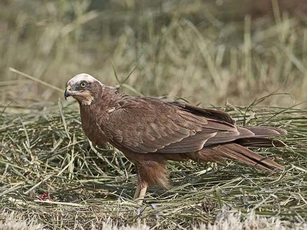  p>白头鹞(学名: i>circus aeruginosus /i>):体长50厘米,是中等体型