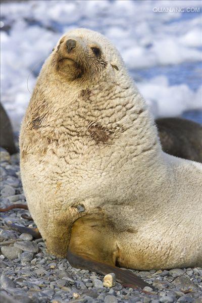  p>南极毛皮海狮(学名:arctocephalus gazella)又叫 a target="_blank