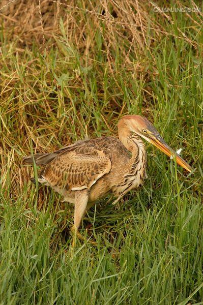  p>草鹭(学名: i>ardea purpurea /i>)是大,中型涉禽,体形呈纺锤形