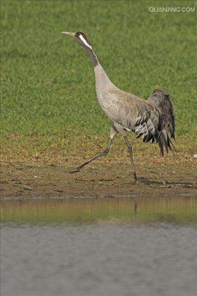  p>灰鹤(学名:grus grus)是大型 a href="#" data-lemmaid="26822">