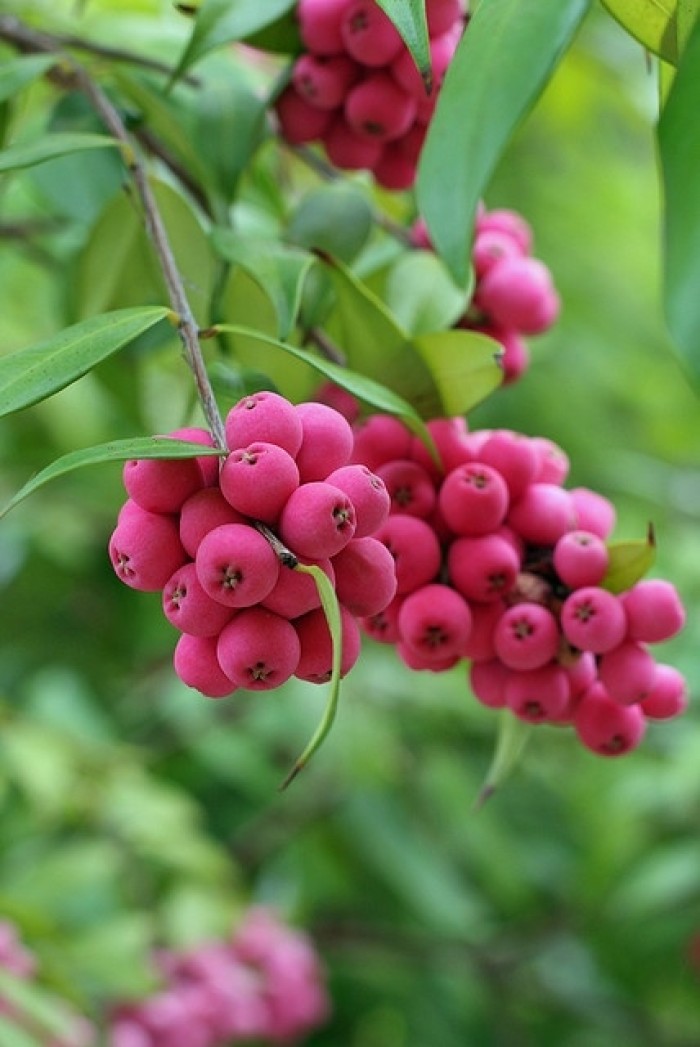 是一款鸡尾酒,制作原料是黑加仑子利口酒20毫升,红梅苔子果汁30毫升
