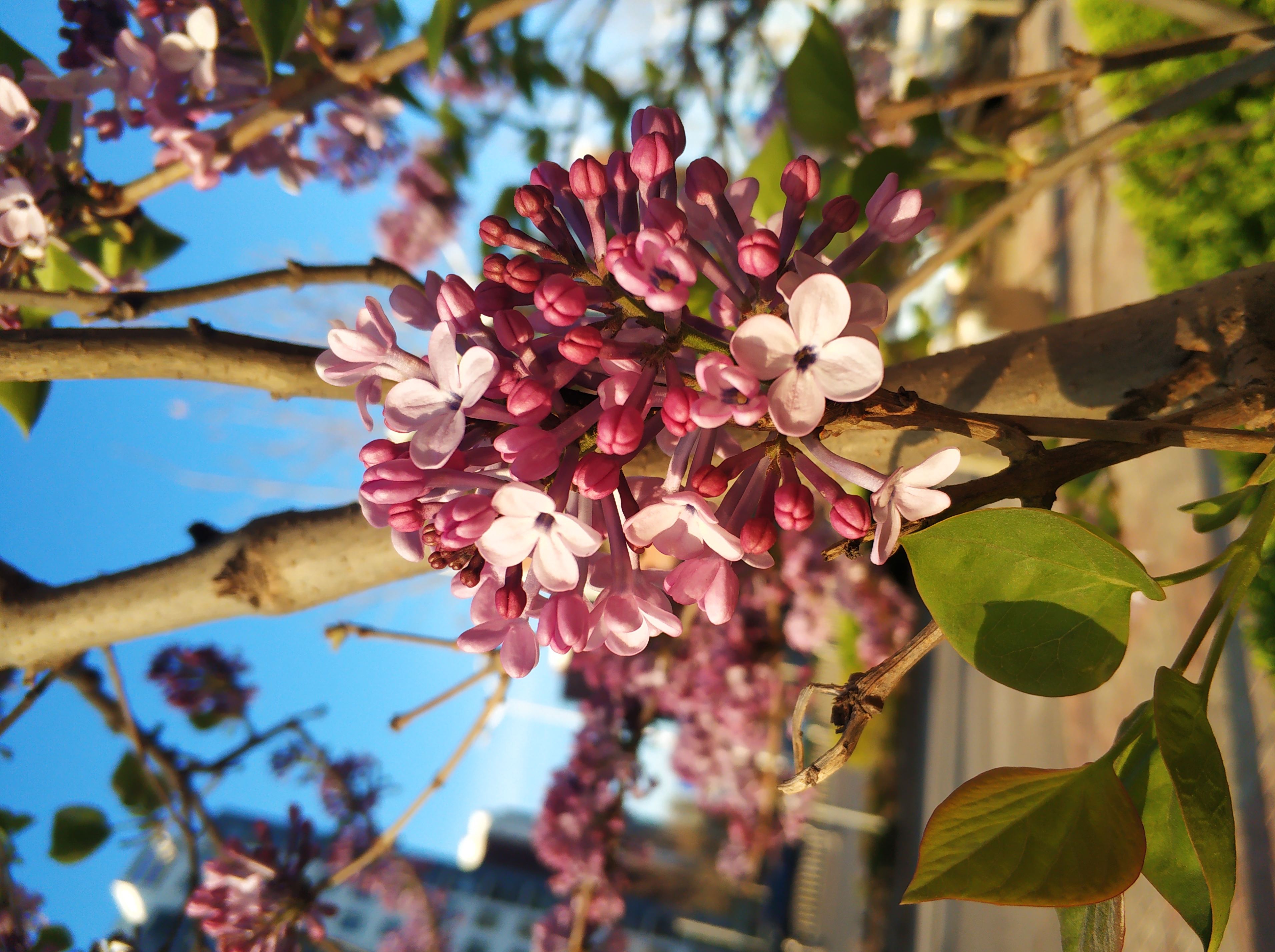  p>红丁香(学名: i>syringa villosa /i> vahl)是木犀科,丁香属 a