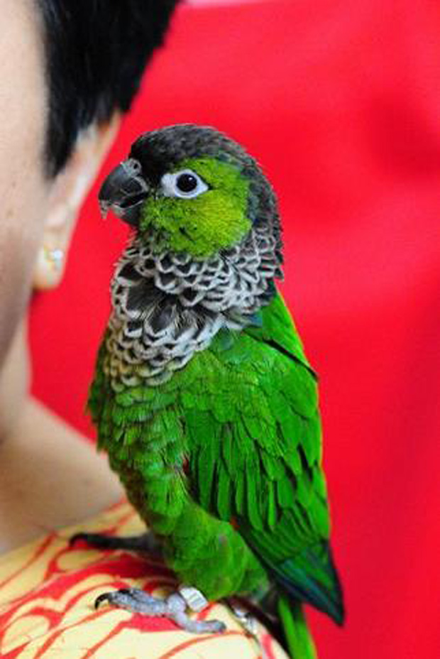 黑帽锥尾鹦鹉