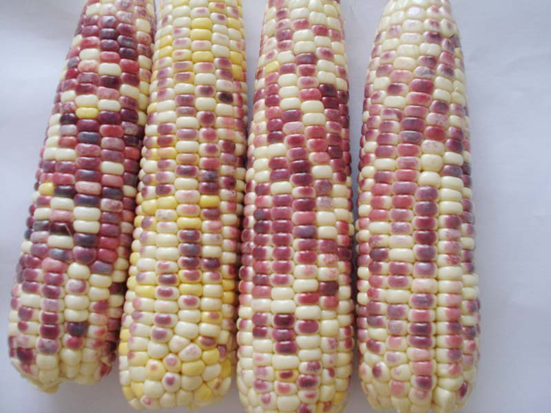 href="/item/苏玉糯1号/8018295" data-lemmaid="8018295">苏玉糯1号 