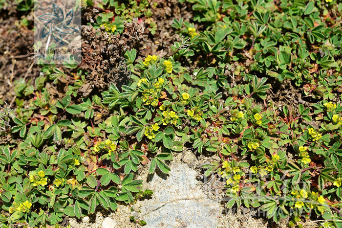  p> b>楔叶山莓草 /b>(学名: i>sibbaldia cuneata /i>)是蔷薇科山莓