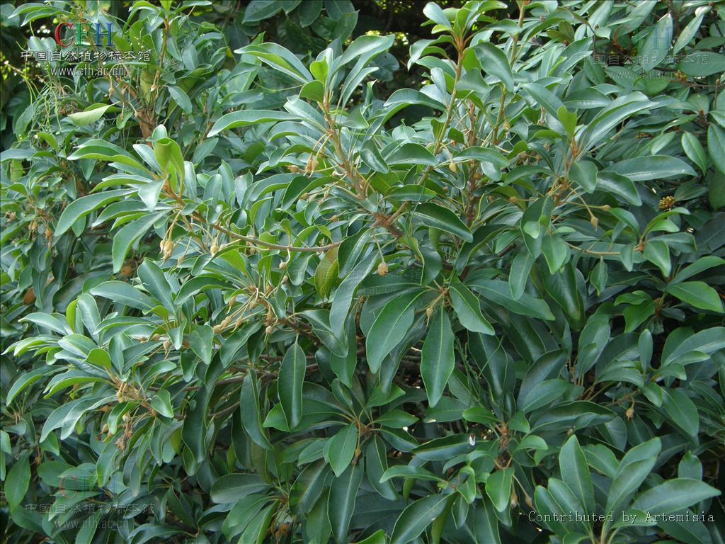 紫荆木属