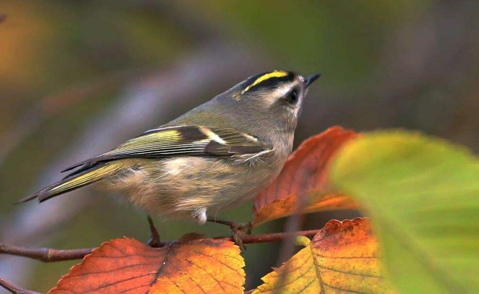 金冠戴菊鸟的眼睛和嘴喙很精细. /p>