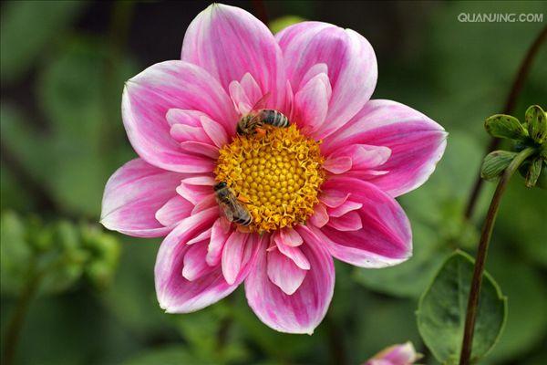  p>大丽花( i>dahlia pinnata /i> cav.