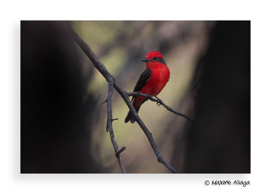  p> a href="#" data-lemmaid="5962405">朱红霸鹟 /a>分布于北美地区