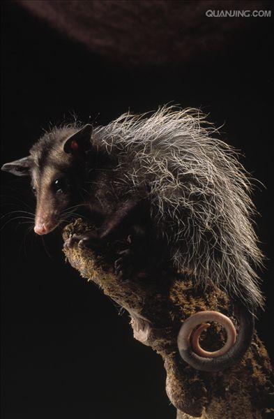  p>北美负鼠,学名didelphis virginiana,后兽亚纲,负鼠目,负鼠科,负鼠