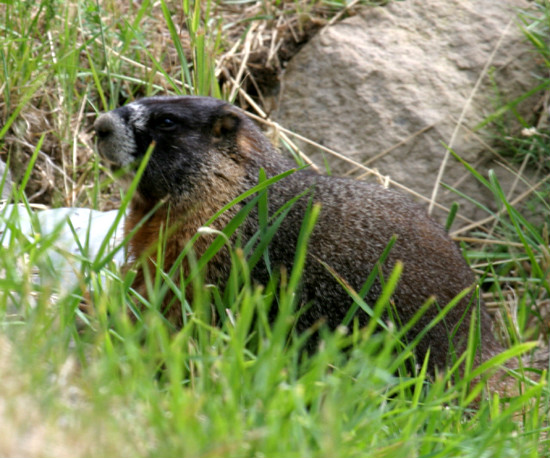 yellow-bellied woodchuck