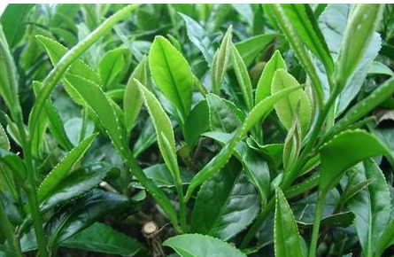 生物农药绿色木霉菌