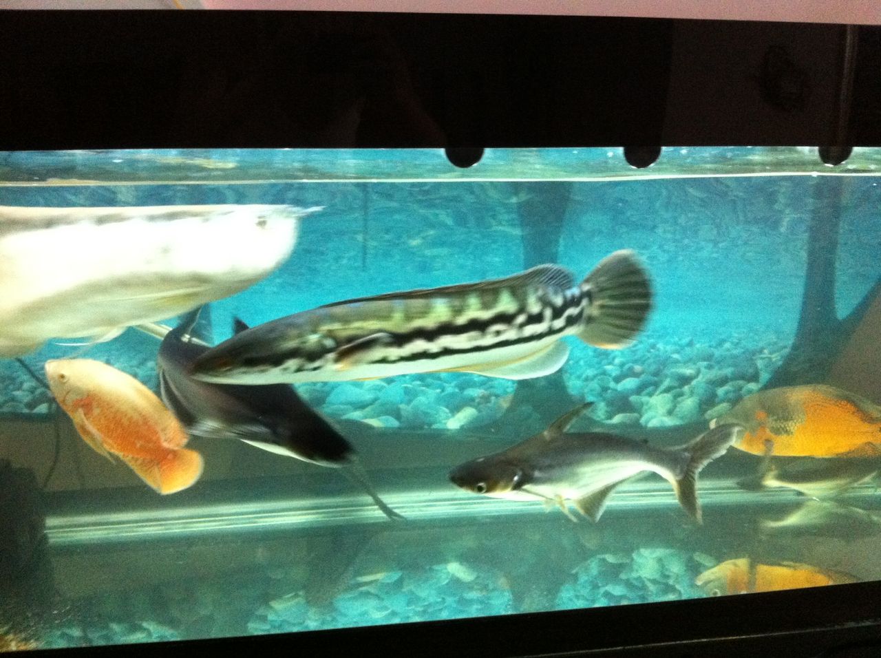  p>铅笔鱼,又名一线铅笔鱼.鱼身最长6.