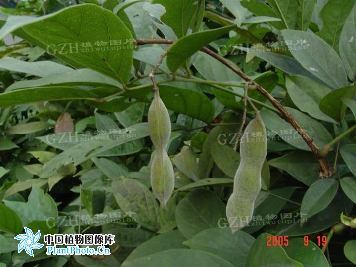 香花崖豆藤