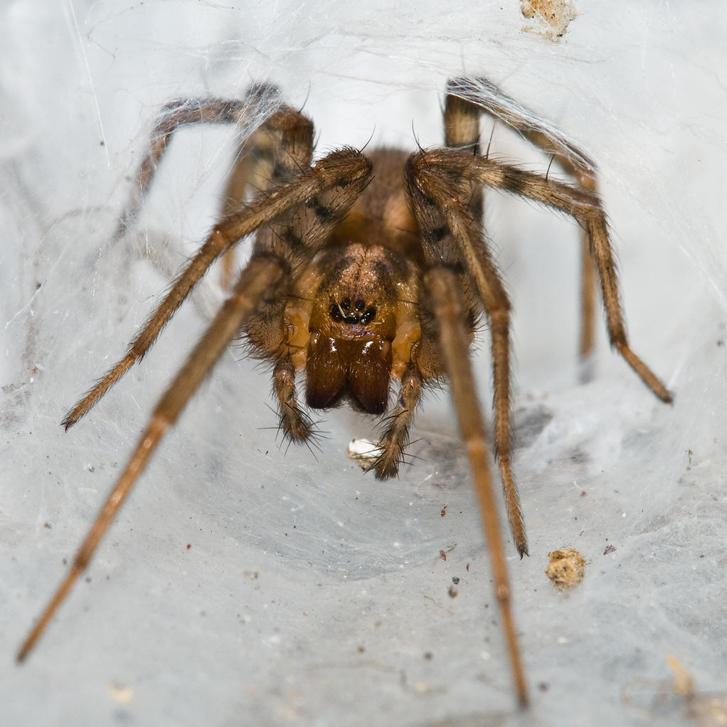漏斗蛛科和暗蛛科是蜘蛛目的两个重要类群,是农林害虫天敌资源的重要