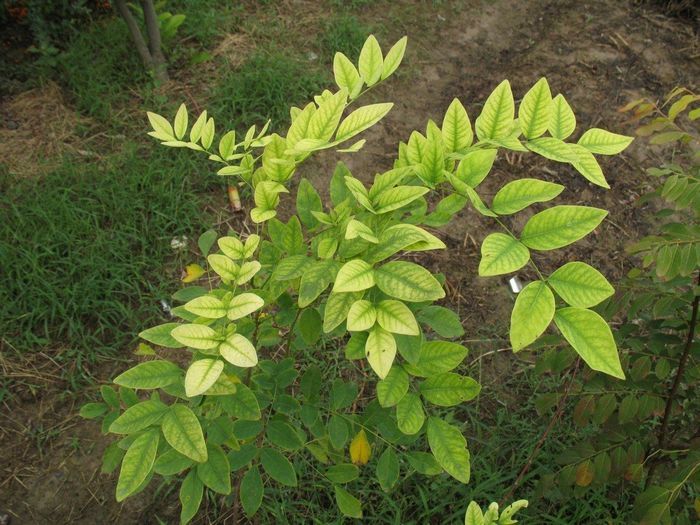 豆科 /a>马鞍属的一种 a target="_blank" href="/item/灌木/1520017"