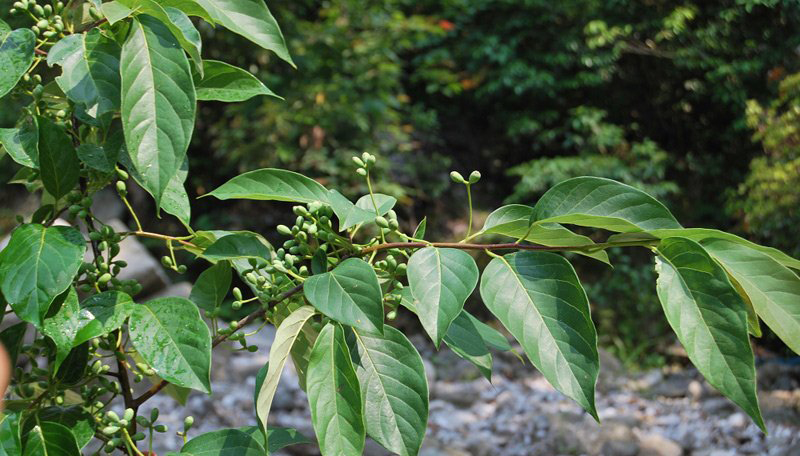  p>蓝果树(学名: i>nyssa sinensis  /i>oliv.