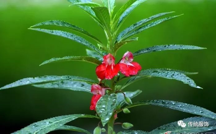 凤仙红 童年上过的植物染色第一课 百科ta说