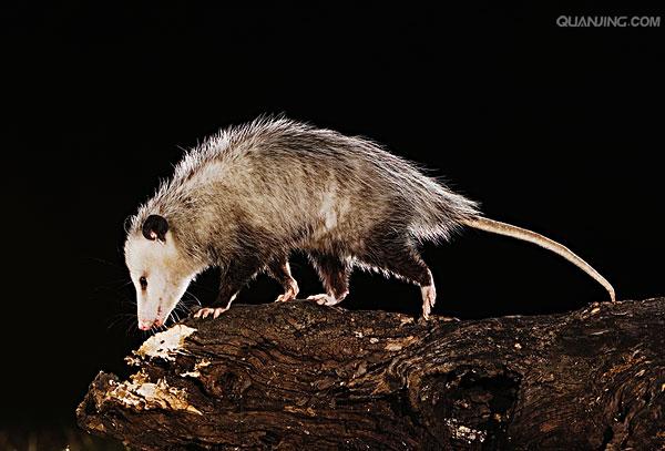  p>北美负鼠,学名didelphis virginiana,后兽亚纲,负鼠目,负鼠科,负鼠