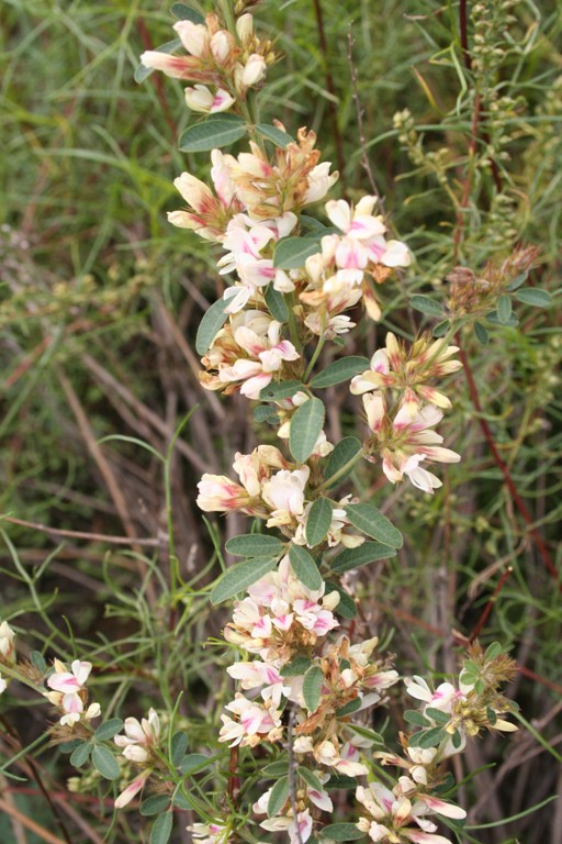  p>胡枝子(拉丁学名: i>lespedeza bicolor  /i>turcz.