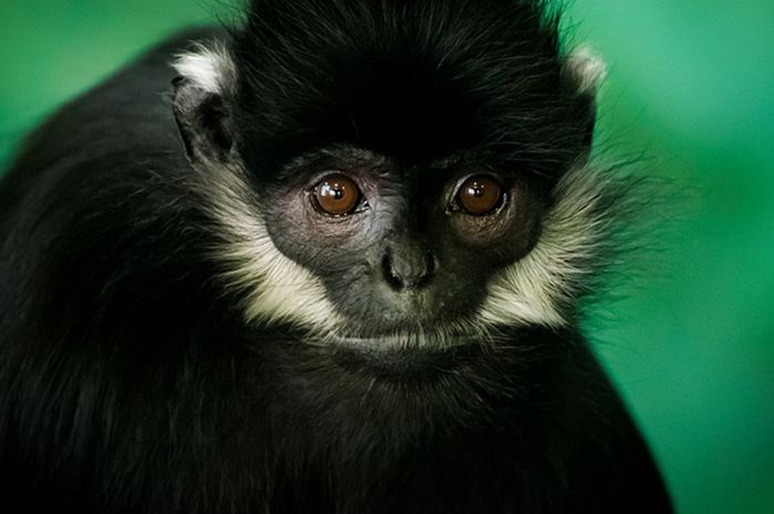  p>黑叶猴(学名: i>trachypithecus francoisi /i>):体长约50-60厘米