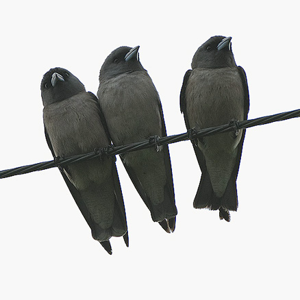  p>灰燕鵙(学名: i>artamus fuscus /i>)是燕鵙科,燕鵙属小型鸟类,体