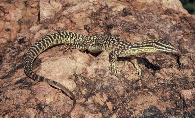  p>刺尾巨蜥(学名: i>varanus primordius /i>)是 a href="#" data