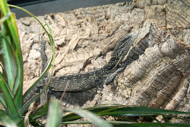  p>金点树巨蜥身长85厘米,在野生环境中,雄性普遍比雌性超重42%以上.