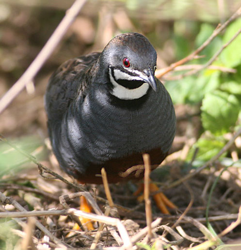 蓝胸鹑婆罗洲亚种
