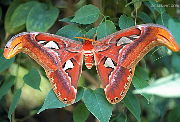  p>乌桕大蚕蛾(学名:attacus atlas)是鳞翅目大(天)蚕蛾科的一种大型
