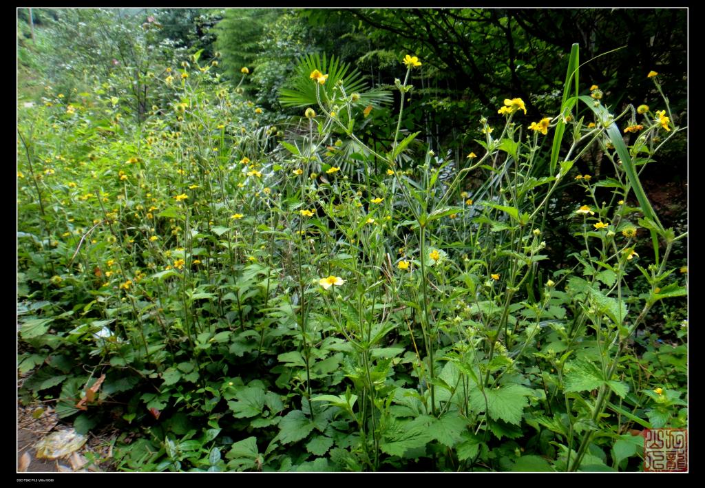蓝布正,中药名.