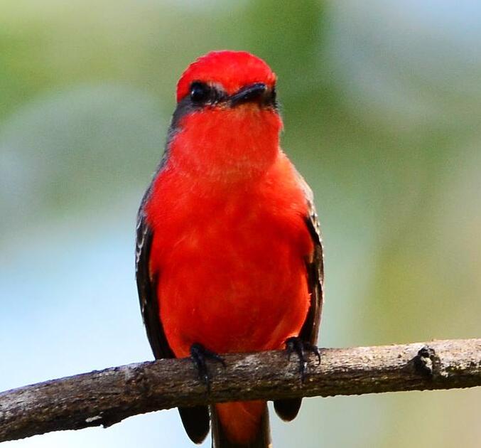 pyrocephalus rubinus