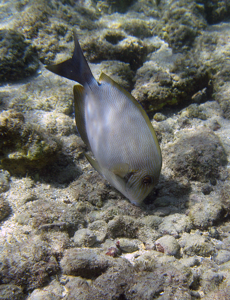  p>刺尾鱼科(学名:acanthuridae)是鲈形目所属一科鱼类总称,其科名  