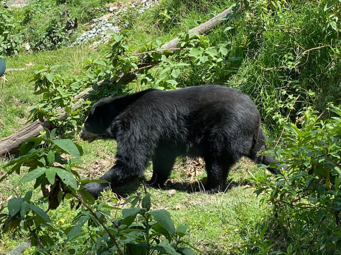  p>眼镜熊(学名: i>tremarctos ornatus /i>):是食肉目,熊科,眼镜熊属