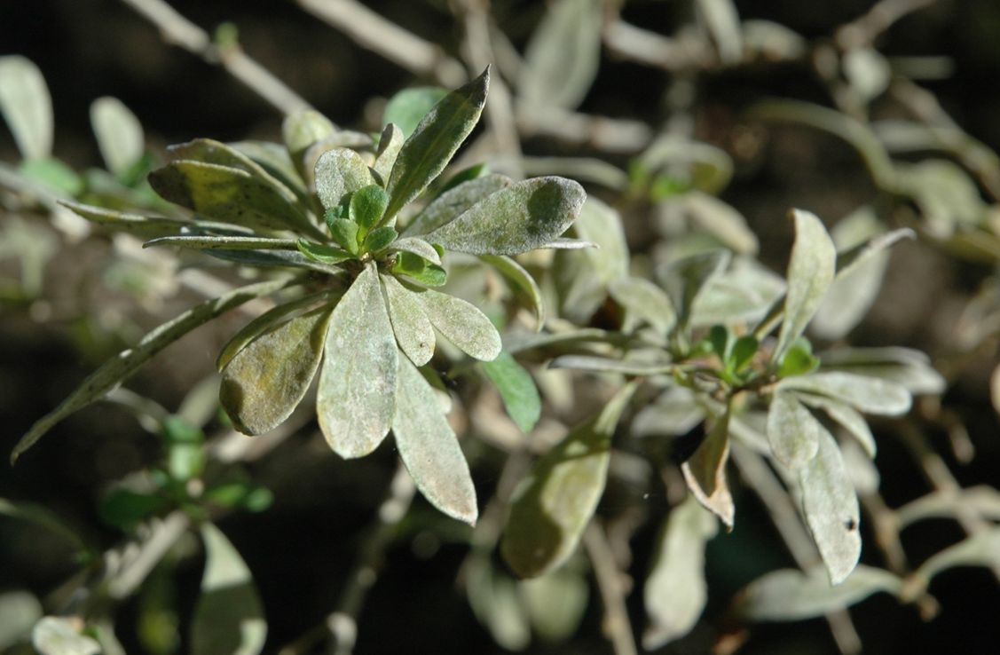  p> a target="_blank" href="/item/唐古特莨菪">唐古特莨菪 /a>