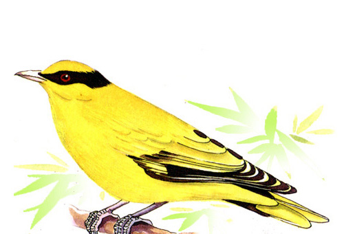 小黄鹂学唱歌