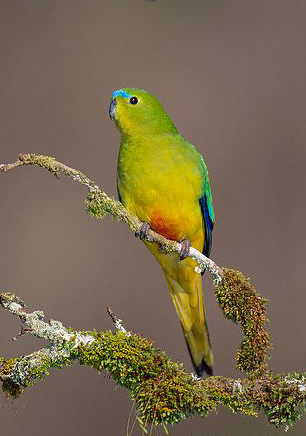  p>橙腹鹦鹉(学名:neophema chrysogaster),又名 a href="#" data