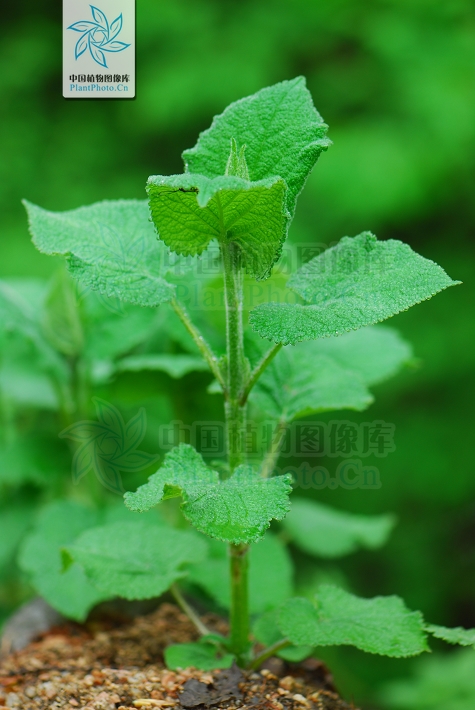  p>大叶糙苏(学名: i>phlomis maximowiczii /i> regel)是唇形科糙苏