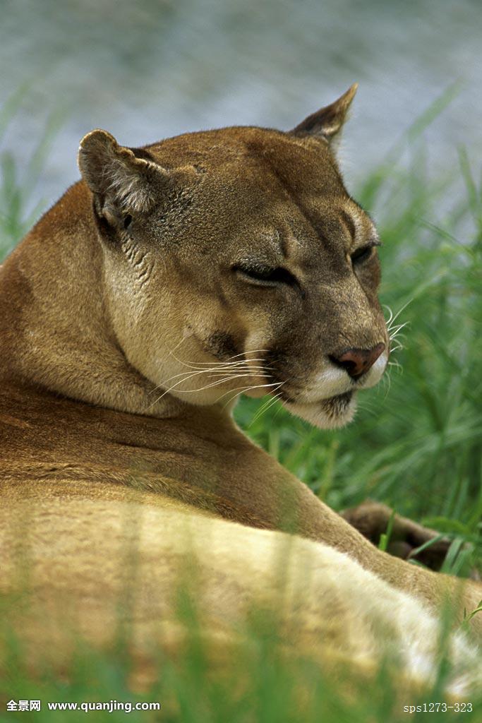  p>哥伦比亚美洲狮(学名: i>puma concolor bangsi /i>)是美洲狮的