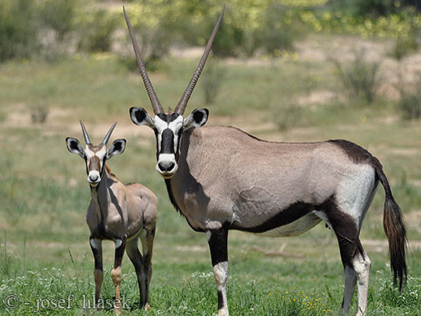  p>国兽( b>national animals /b>):与 a href