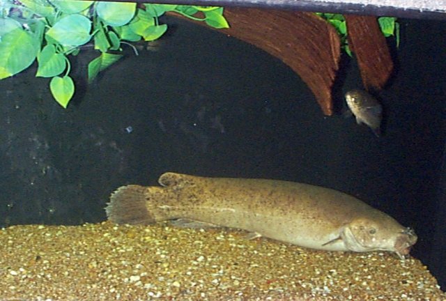 malapteruruseletricus