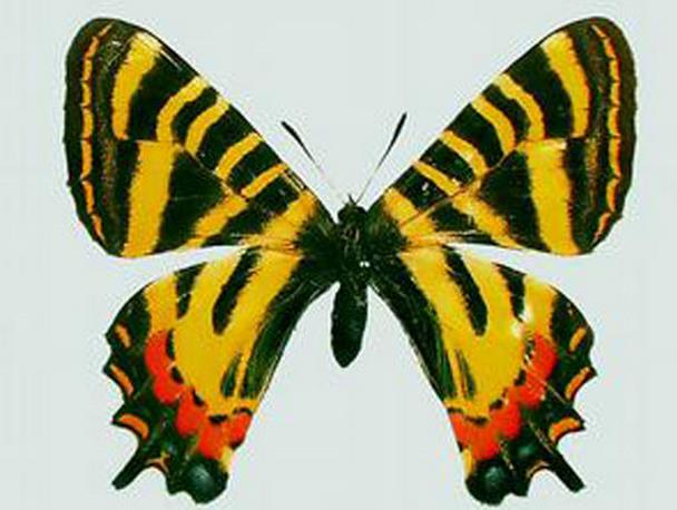 bhutanitis mansfieldi