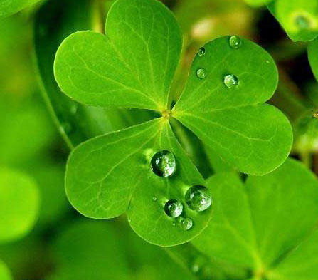 4叶草