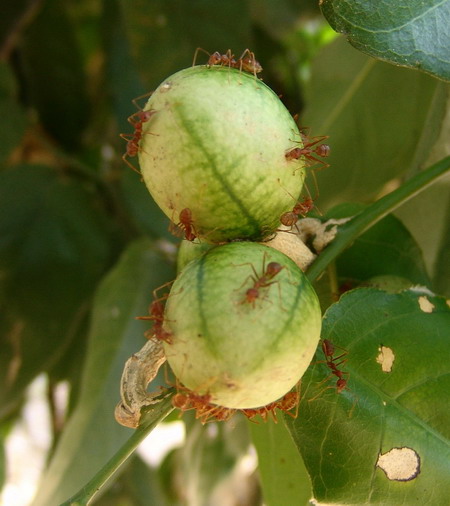  p>薄叶山柑(学名:capparis tenera)山柑科山柑属灌木或藤本植物,高3